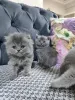 Фото №3. Британская шортар кот. Турция
