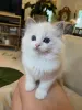 Фото №3. Продаются здоровые и игривые котята рэгдолл. Германия