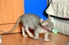Фото №3. Bambino Sphynx. Польша