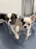 Фото №3. Chiots Bouledogue Français à vendre.  Финляндия