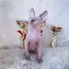 Дополнительные фото: SE Venden Gatos sphynx sanos