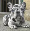 Дополнительные фото: Wunderschöne Welpen der französischen Bulldogge stehen zur Adoption zur