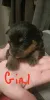 Дополнительные фото: Rottweiler Puppies на продажу