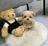 Фото №3. Maltipoo puppies for adoption.  США