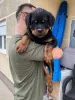 Дополнительные фото: Rottweiler, Top Puppy