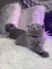 Фото №2 к объявлению №158804 о продаже шотландская вислоухая (скоттиш фолд) - купить в Германии частное объявление
