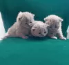 Дополнительные фото: Beautiful British Shorthair Blue Babies