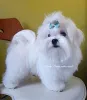 Фото №4. Продажа мальтийскую болонку в Киеве из питомника - цена 71894₽
