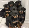 Дополнительные фото: Rottweiler Puppies