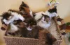 Дополнительные фото: Котята мейн-кун