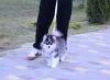 Дополнительные фото: Щенки Помски микро
