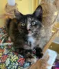 Дополнительные фото: Котенок Алиса в добрые руки!