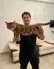 Дополнительные фото: Бенгалская кошка bengal cat