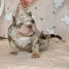 Фото №3. Прекрасные Pocket American Bully Puppies..  США