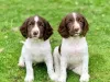 Фото №3. Englanninspringerspanielipennut etsivät perhetta.  Финляндия