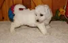 Фото №2 к объявлению №164844 о продаже бишон фризе - купить в Бельгии частное объявление, заводчик
