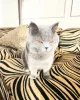 Фото №3. Продаются чистокровные британские короткошерстные котята с родословной и. Германия