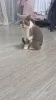 Фото №3. GCCF Голубо-белая британская короткошерстная сука, 10 месяцев, вакцинирована и. Бельгия