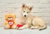 Дополнительные фото: Ищет дом маленькое чудо Лунтик, щенок 2 месяца!