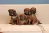 Дополнительные фото: rhodesian ridgeback