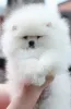 Дополнительные фото: Pomeranski Mini Shpic Pomeranian Spitz Померанские Мини шпицы