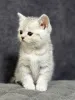 Дополнительные фото: Продам шотландского котенка
