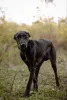 Дополнительные фото: Чудесный Лорд ищет свою семью