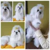 Фото №1. мальтийская болонка - купить в Киеве за 71894₽. Объявление №159838
