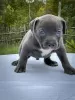 Дополнительные фото: American bully