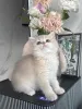 Фото №2 к объявлению №175111 о продаже британская короткошёрстная - купить в Германии заводчик
