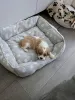 Фото №3. Cavalier Kingcharlesinspanielin pentu.  Финляндия