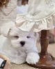 Фото №3. D'adorables chiots Bichons Maltais cherchent un Foyer Aimant!.  Франция