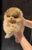 Дополнительные фото: Pomeranski Mini Shpic Pomeranian Spitz Померанские Мини шпицы