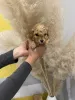 Фото №3. Игрушка абрикот пудель!.  Сербия