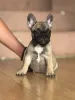 Дополнительные фото: Французский бульдог красивые щенки