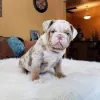 Фото №2 к объявлению №167708 о продаже английского бульдога - купить в Польше частное объявление, заводчик