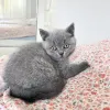 Фото №3. Спокойные и ласковые британские короткошерстные котята идеальный компаньон для. Германия