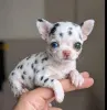 Фото №2 к объявлению №173361 о продаже чихуахуа - купить в США заводчик