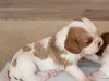 Фото №3. Cavalier King Charles Spaniel Welpen WhatsApp 44 7453 907158.  Германия