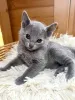 Фото №3. Симпатичные котята русской голубой породы, мальчик и девочка на усыновление.. Италия