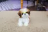 Фото №4. Продажа ши-тцу в Хантингтон -Бич заводчик - цена договорная