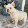 Фото №1. французский бульдог - купить в Берлине за договорная. Объявление №167061