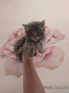 Фото №1. мейн-кун - купить в Абердин за договорная. Объявление №157146