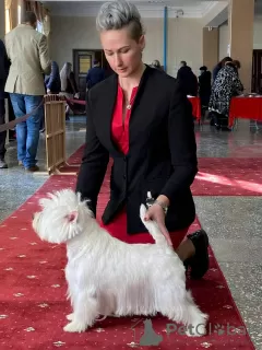 Дополнительные фото: Питомник предлагает щенков west highland white terrier