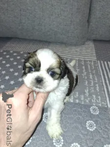 Дополнительные фото: Идеальные чистокровные щенки Ши-Тцу.