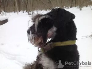 Дополнительные фото: Щенок цвергшнауцера, окрас черный с серебром