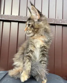 Фото №3. Gewinner eines Мейн-кун-Kätzchens. Германия