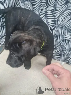 Фото №2 к объявлению №166430 о продаже алана - купить в Германии частное объявление