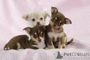 Фото №3. Teacup Chihuahua Puppies.  Италия