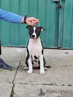 Фото №4. Продажа стаффордширского бультерьера в Позаревак  - цена договорная